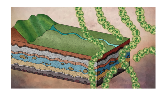 Molecular clock analysis shows bacteria used oxygen long before